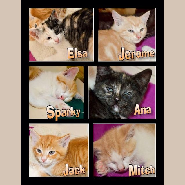 Photo of Ana Kitten Kapers Rescue