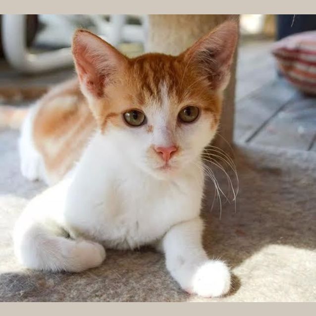 Photo of Sawyer  Kitten Kapers Rescue
