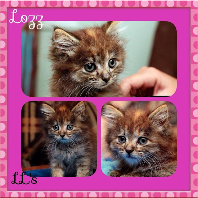 Photo of Lozz