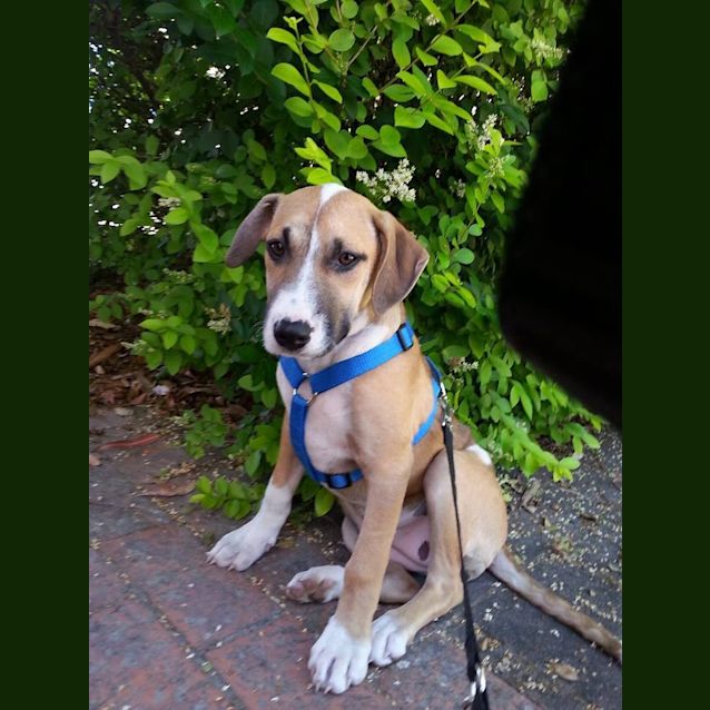 Photo of Puppy Rain (On Trial 23/11/14)~ Ridgeback X 