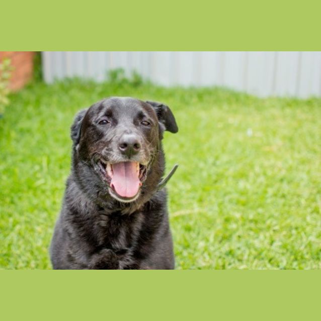 Photo of Albert <Behavioural Hold> ~ Labrador ~ Only $200