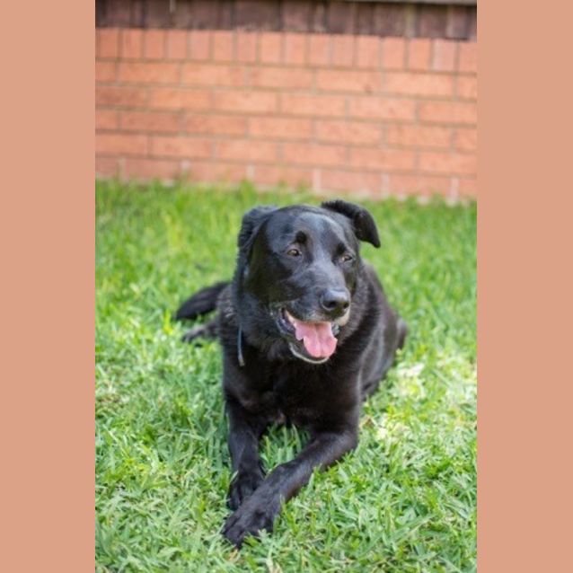 Photo of Albert <Behavioural Hold> ~ Labrador ~ Only $200