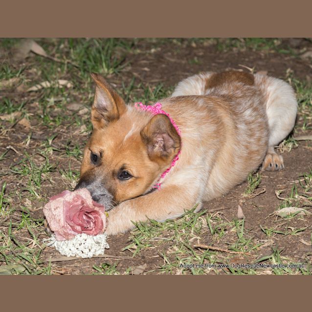 Photo of Jewel (On Trial 16/11/14)~ Red Cattle Dog Puppy
