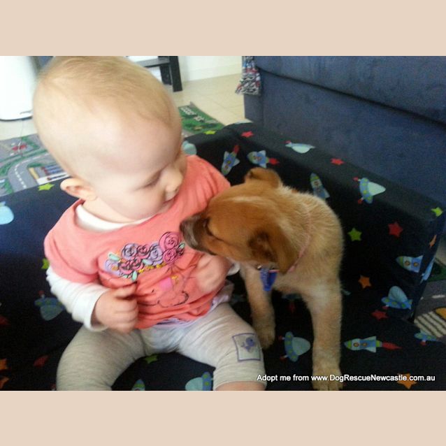 Photo of Jewel (On Trial 16/11/14)~ Red Cattle Dog Puppy