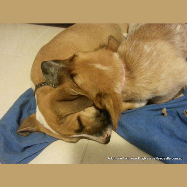 Photo of Jewel (On Trial 16/11/14)~ Red Cattle Dog Puppy