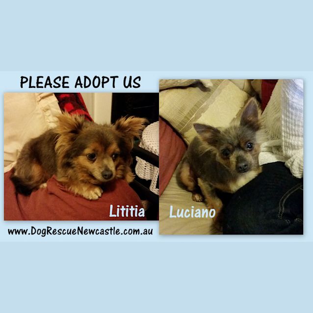 Photo of Luciano And Lititia (Adopted 12/2014)adorable Pair