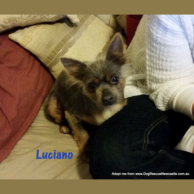 Photo of Luciano And Lititia (Adopted 12/2014)adorable Pair