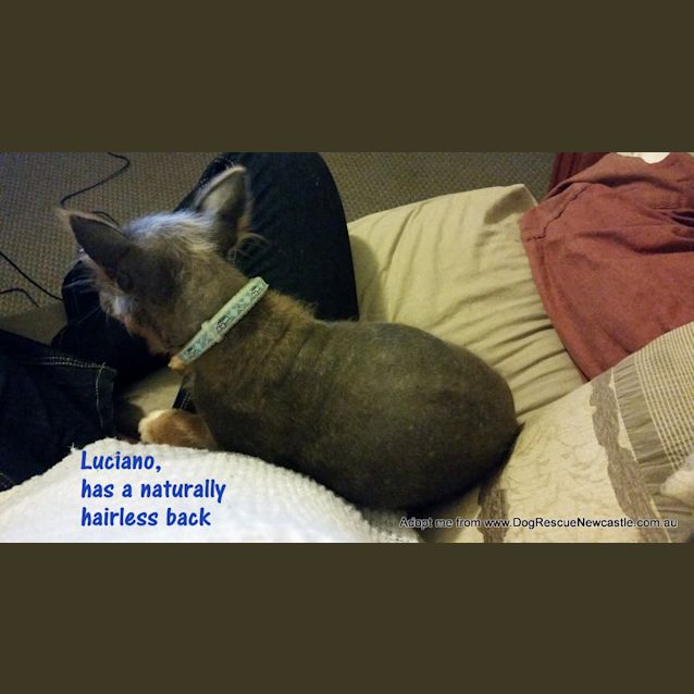 Photo of Luciano And Lititia (Adopted 12/2014)adorable Pair