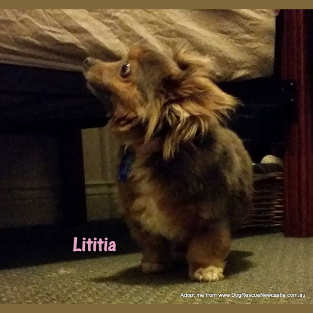 Photo of Luciano And Lititia (Adopted 12/2014)adorable Pair