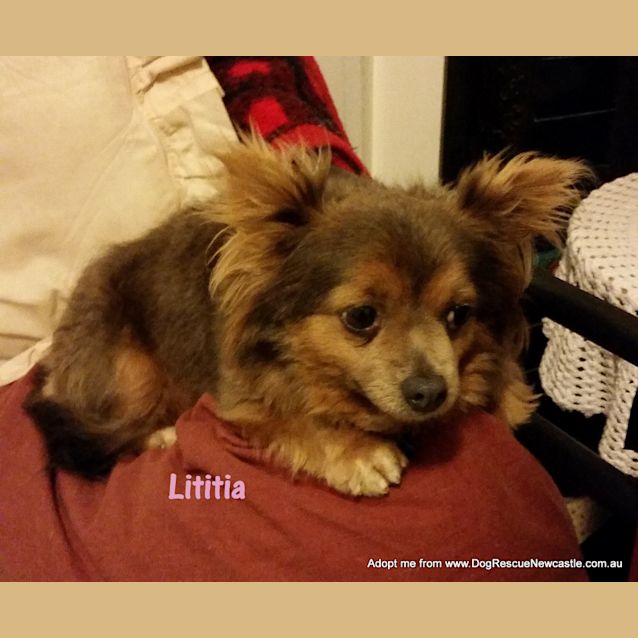 Photo of Luciano And Lititia (Adopted 12/2014)adorable Pair