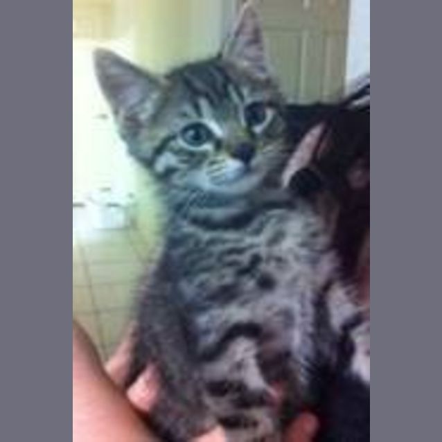 Photo of Felix (Pre Adoption)