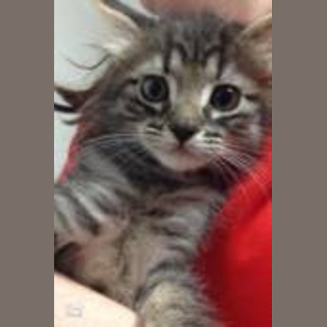 Photo of Dexter (Pre  Adoption)