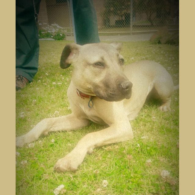 Photo of Sweet Pea