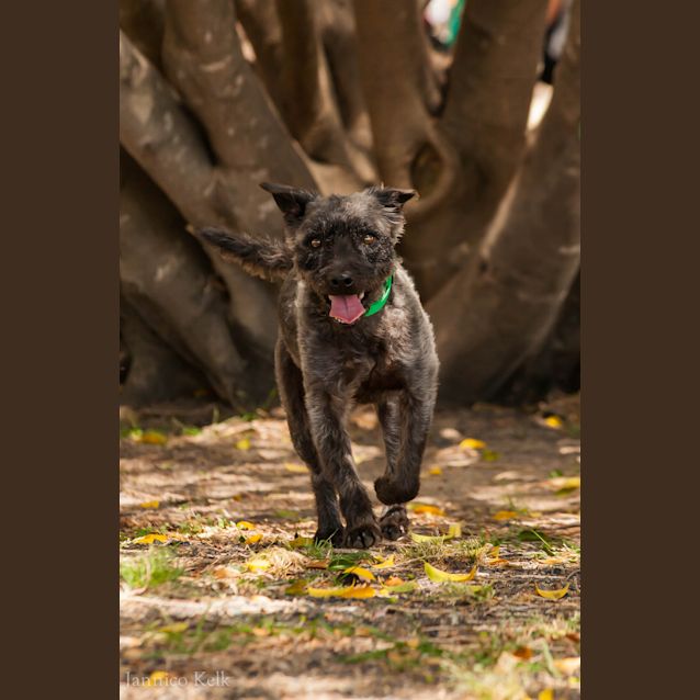 Photo of Tombo
