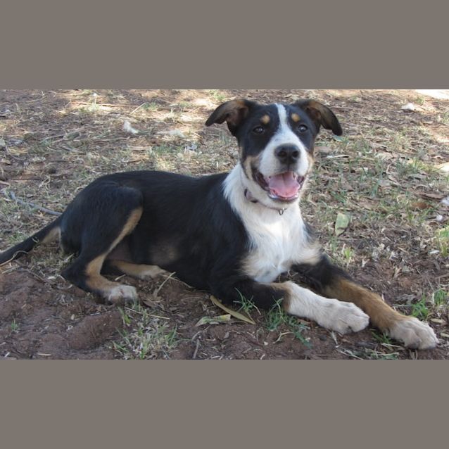 Photo of Kora