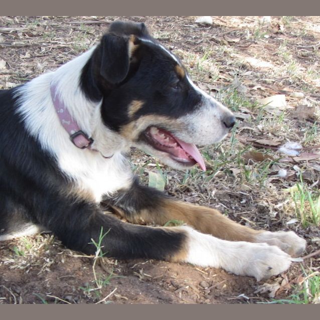 Photo of Kora