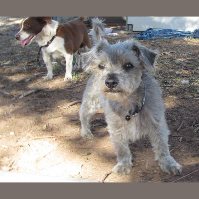Photo of Tiny Is Only $200 To Adopt!