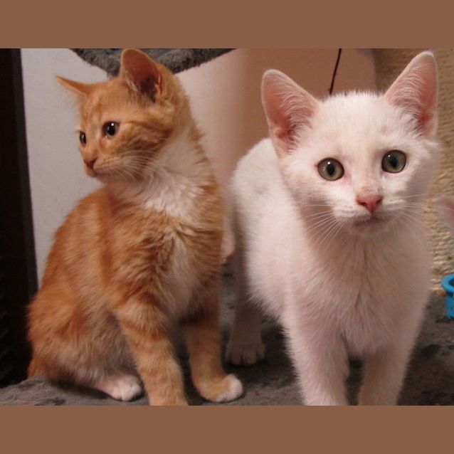 Photo of Jenga N.O.W Only $100 To Adopt!