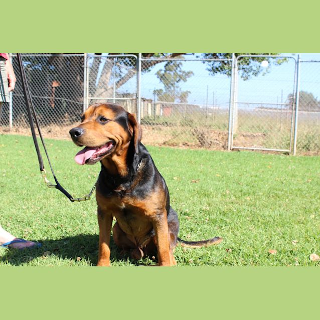 Photo of Cadbury Needing Foster Care Or Adoption!!