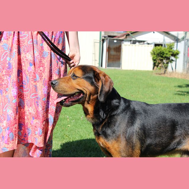 Photo of Cadbury Needing Foster Care Or Adoption!!