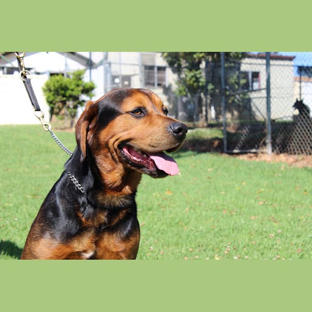 Photo of Cadbury Needing Foster Care Or Adoption!!