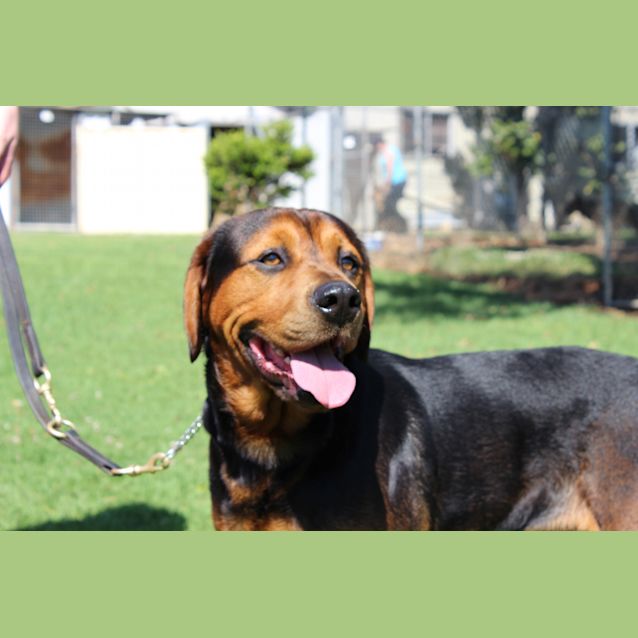 Photo of Cadbury Needing Foster Care Or Adoption!!