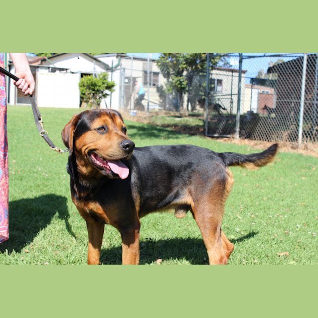 Photo of Cadbury Needing Foster Care Or Adoption!!