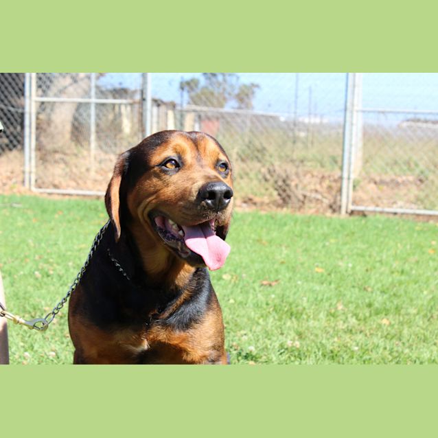 Photo of Cadbury Needing Foster Care Or Adoption!!