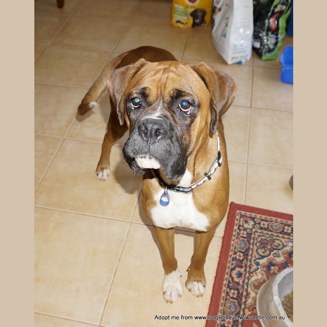 Photo of Bronte (On Trial 22/11/14) ~ Purebred Boxer