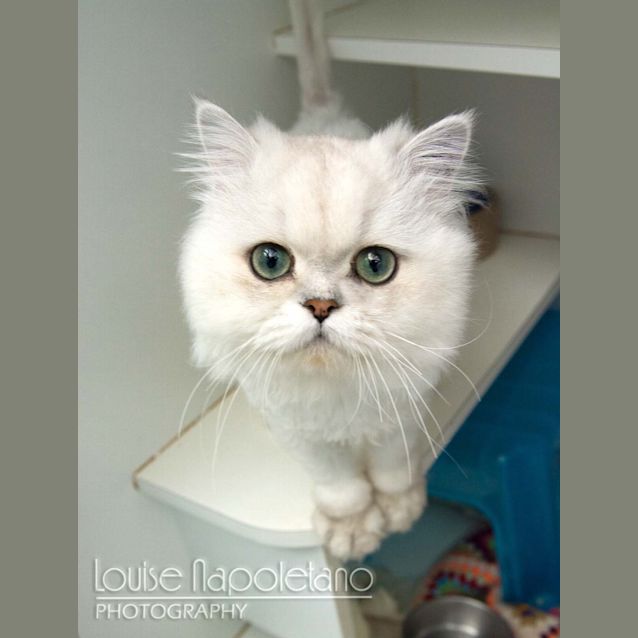 Photo of Angel Boy