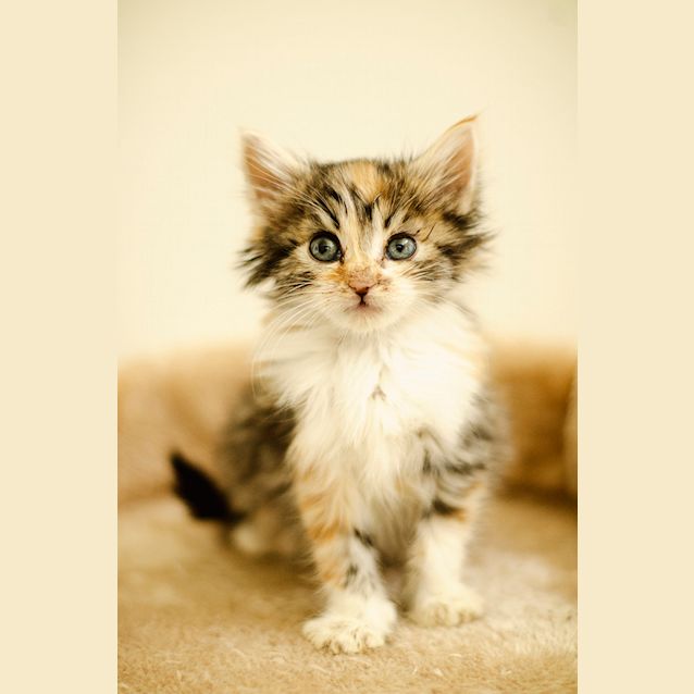 Photo of Wren (Available Mid Late November)