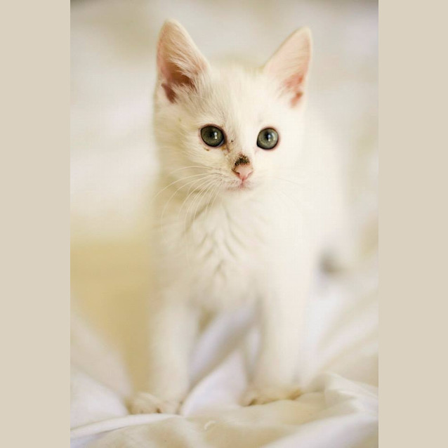 Photo of Crane (Available Mid Late November)