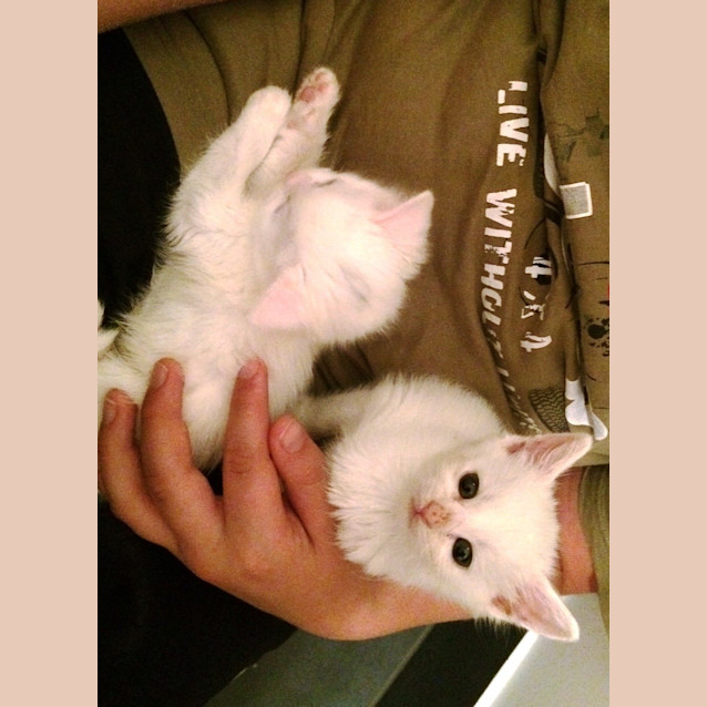 Photo of Crane (Available Mid Late November)