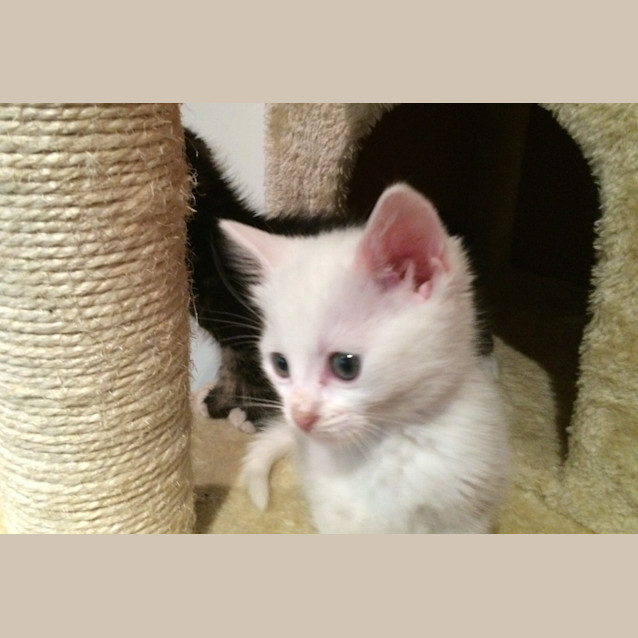 Photo of Crane (Available Mid Late November)