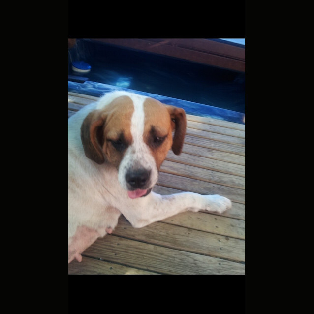 Photo of Memphis   The Perfect Pooch