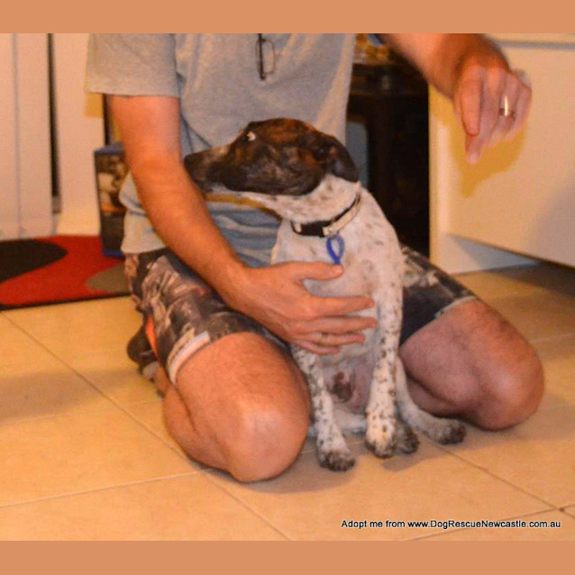 Photo of Vinnie (On Trial 18/12/14)~ Cattle Mix Puppy