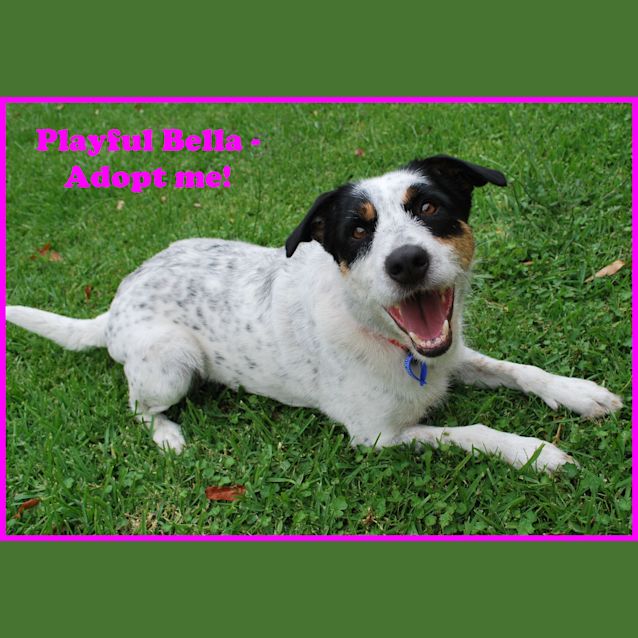 Photo of Bella ~ On Trial  24/1/15