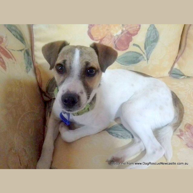 Photo of Abbie ~ Foxy X (On Trial 3/12/14)