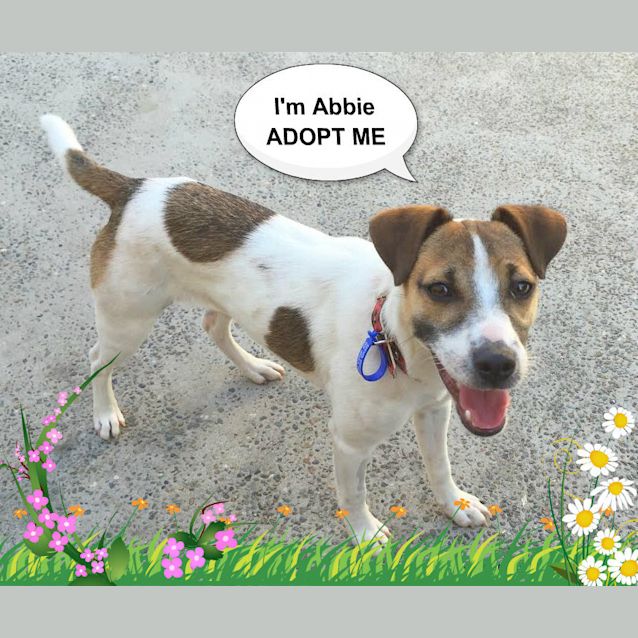 Photo of Abbie ~ Foxy X (On Trial 3/12/14)