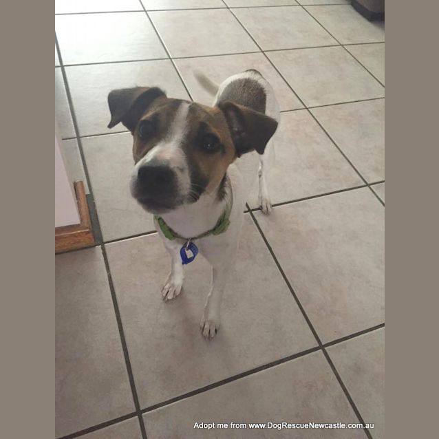 Photo of Abbie ~ Foxy X (On Trial 3/12/14)