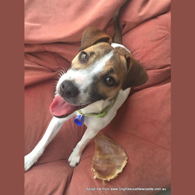 Photo of Abbie ~ Foxy X (On Trial 3/12/14)