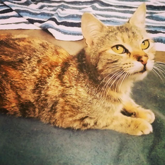 Photo of Star