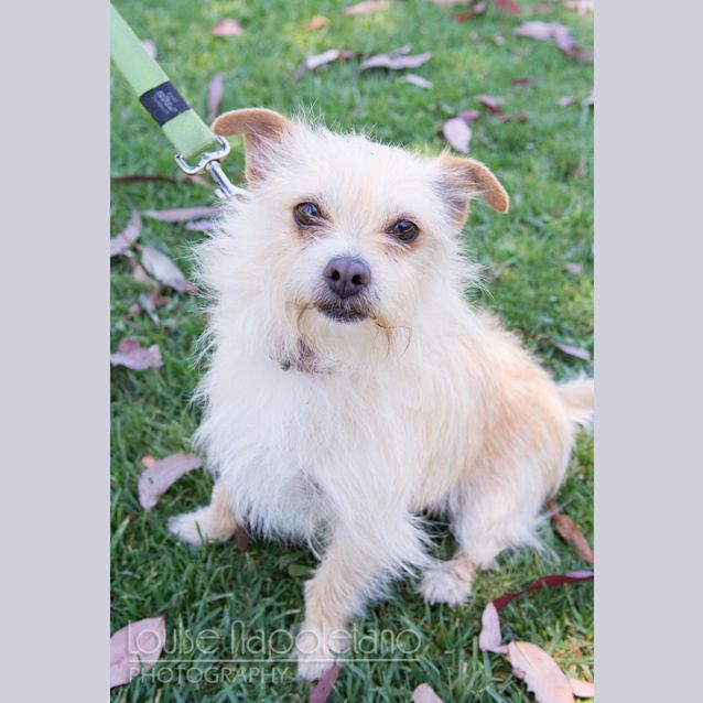 Photo of Scooter