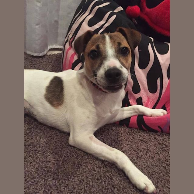 Photo of Abbie ~ Foxy X (On Trial 3/12/14)