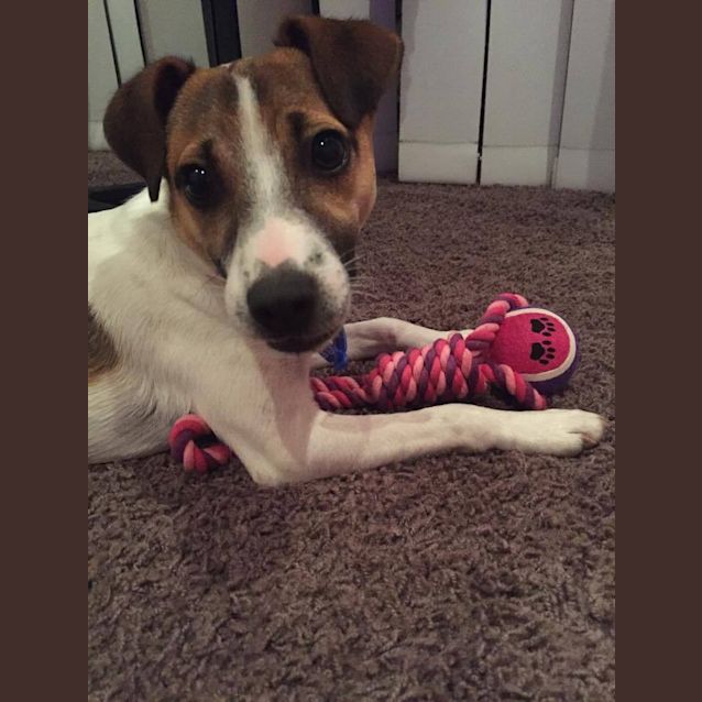 Photo of Abbie ~ Foxy X (On Trial 3/12/14)