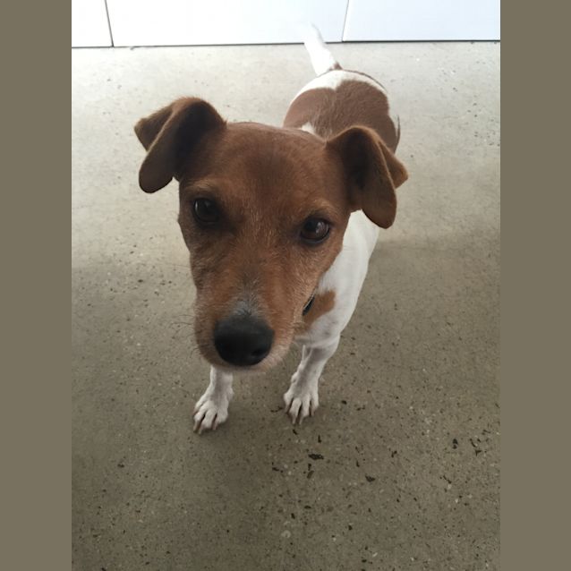 Photo of Whiskey