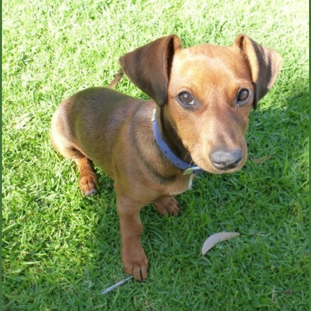 Photo of Lilly *On Trial In Her New Home*