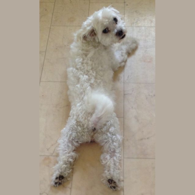 Photo of Caesar