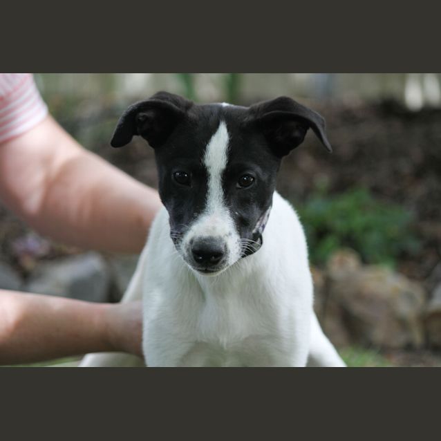 Photo of Daisy Pup