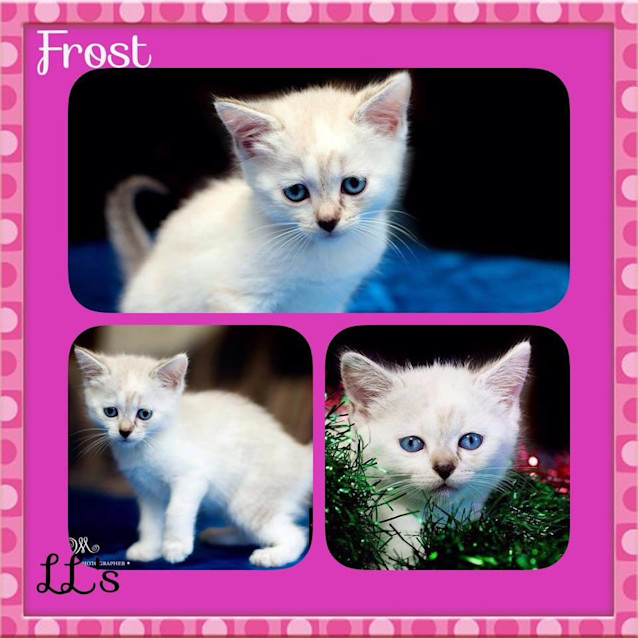 Photo of Frost 